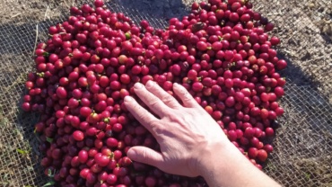 Cores do Café: muito além dos marrons