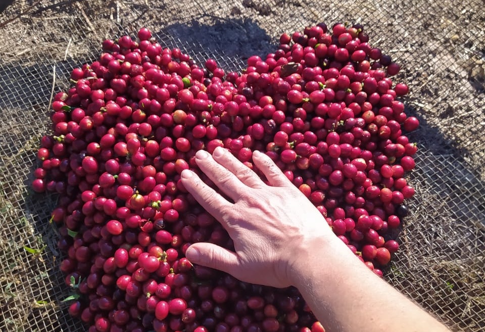 Cores do Café: muito além dos marrons